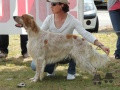 Setter Anglais CLOVIS DU GRAND BERGOIN Setter Anglais CLOVIS DU GRAND BERGOIN